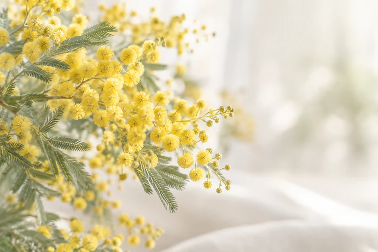黄色いミモザの花